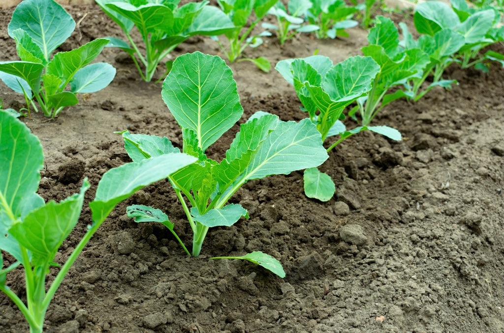 How many plants fill a raised bed?