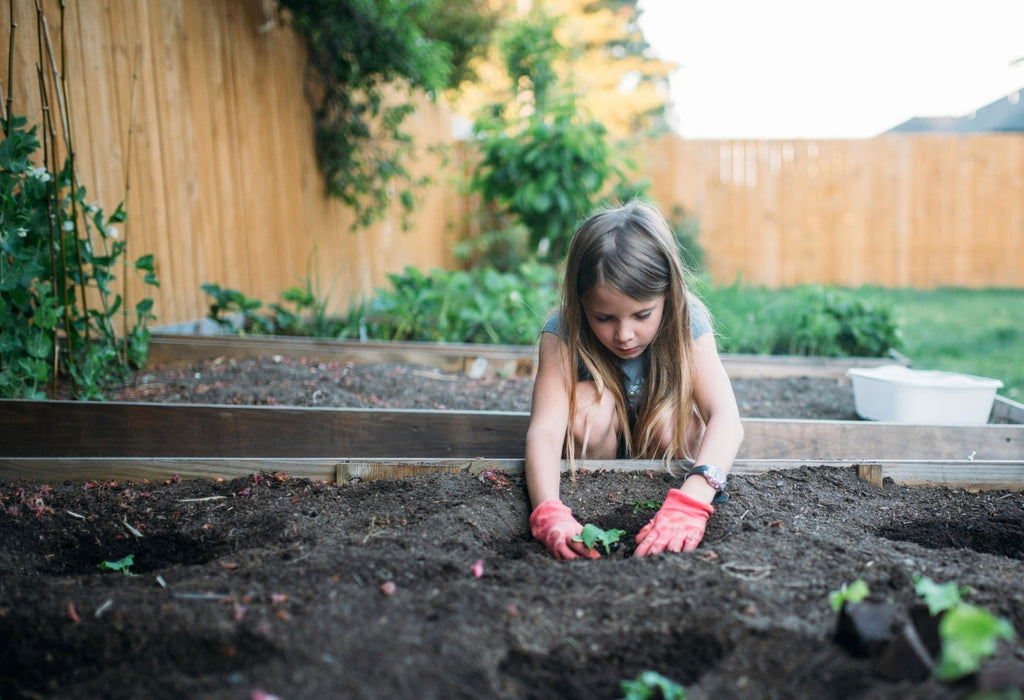 Should I plant seeds or seedlings in my raised beds?