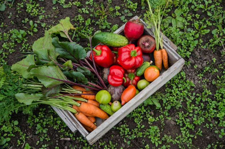 Why should I consider starting a raised bed vegetable garden?